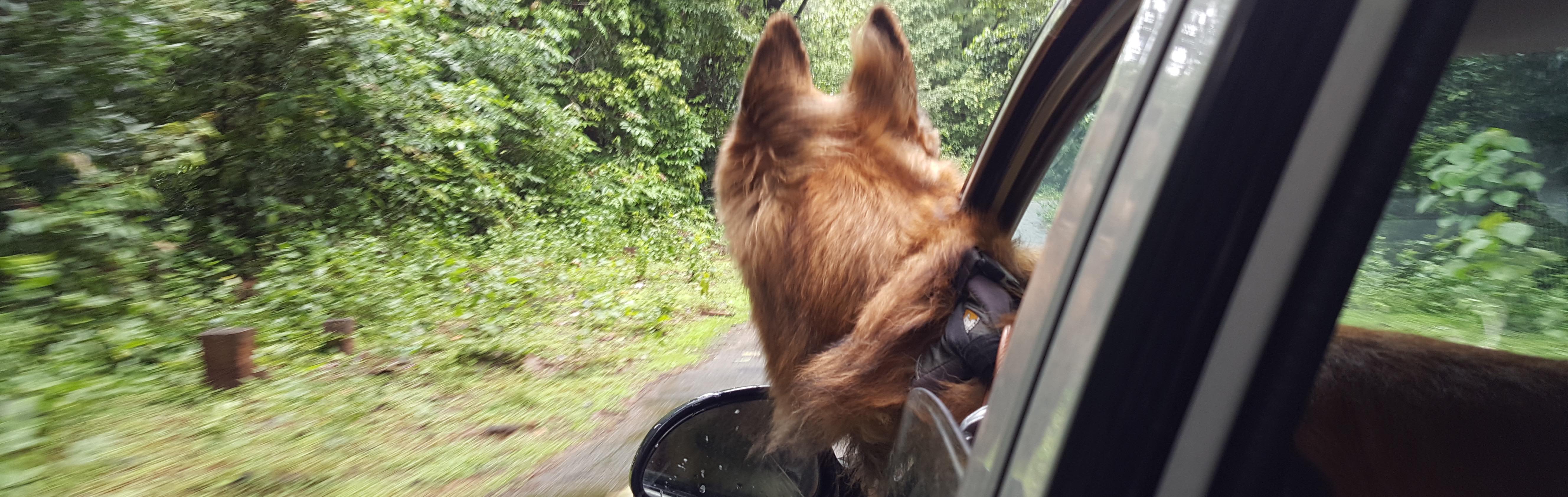 Noah_riding shotgun. Credit: Nisarg Prakash