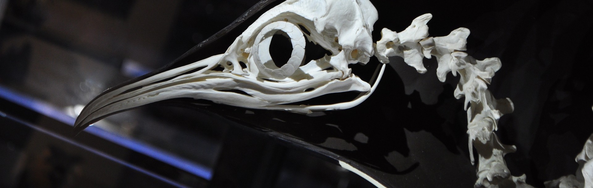 A penguin's skeleton on display in a museum. Credit: marcelabr/pixabay