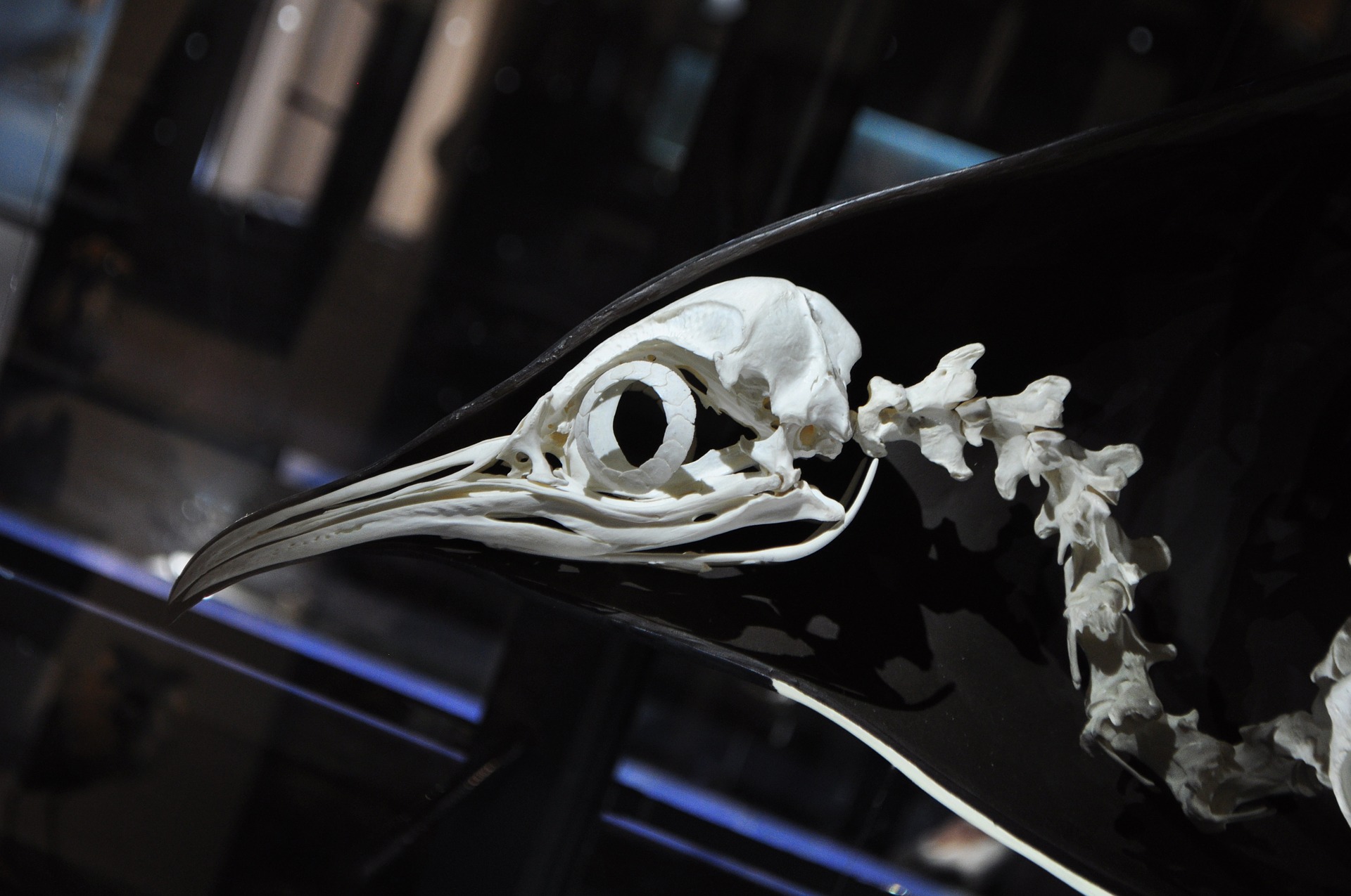 A penguin's skeleton on display in a museum. Credit: marcelabr/pixabay