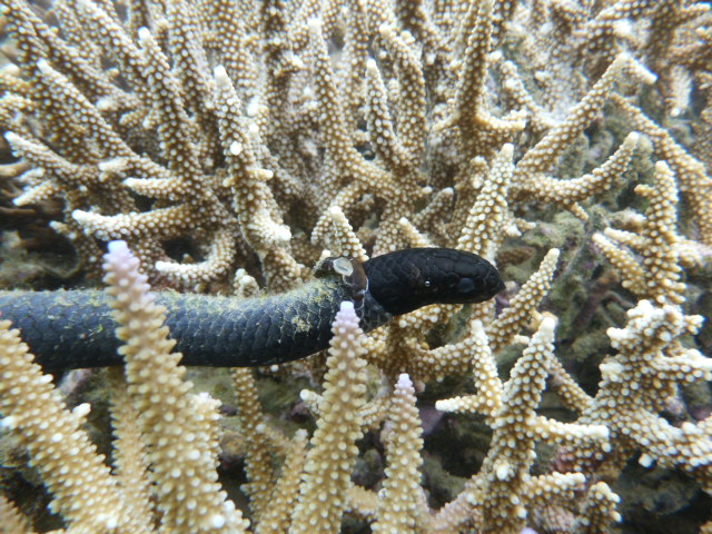 A black turtle-headed seasnake sloughing its skin. Credit: Claire Goiran