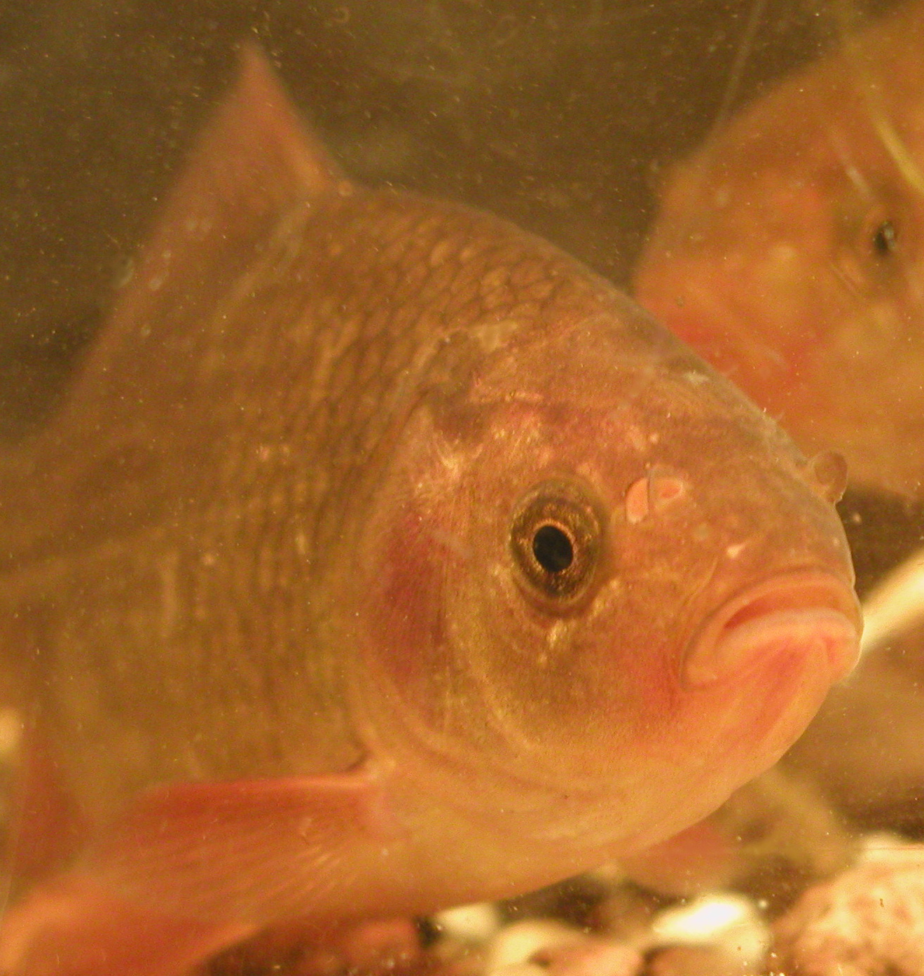 Crucian carp. Credit: Göran Erik Nilsson