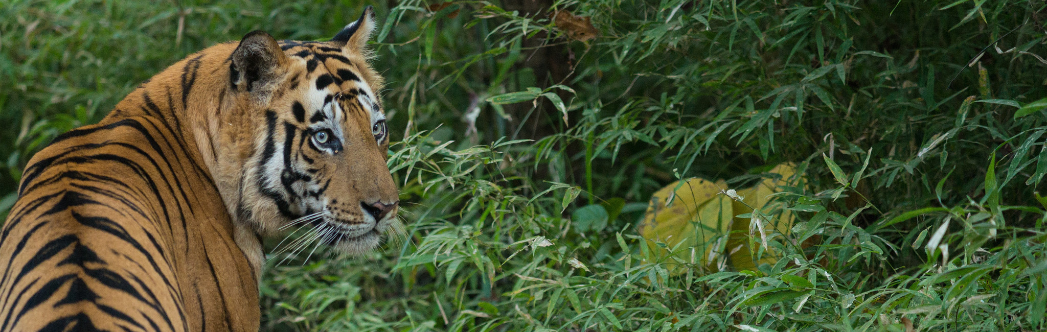 A tiger in Ranthambore, Rajasthan. Credit: Christopher Kray/Flickr, CC BY 2.0