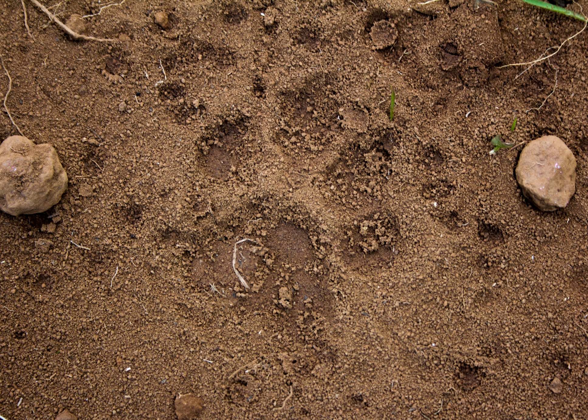 A tiger's pugmark. Source: Author provided
