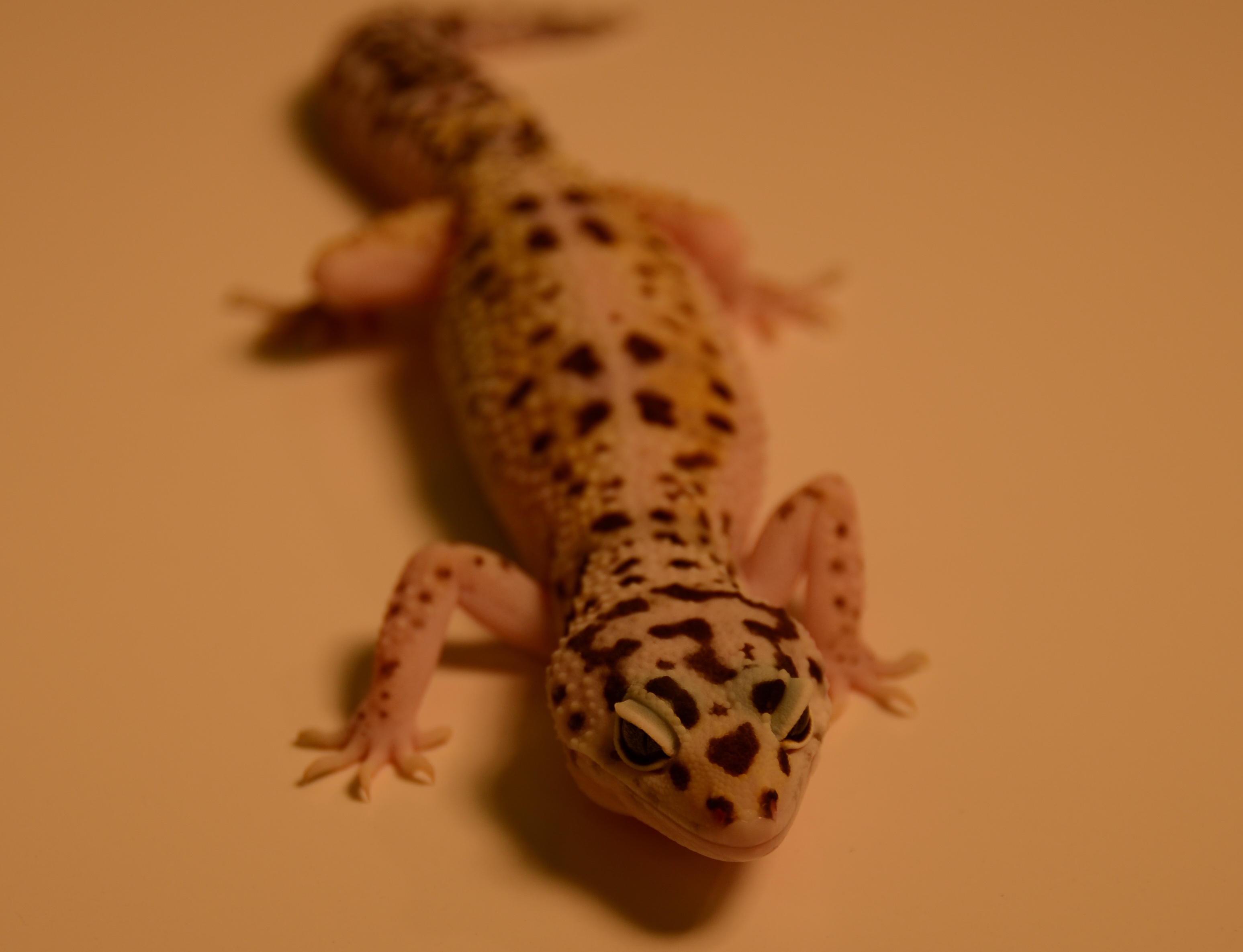 A leopard gecko. Credit: Timothy Higham