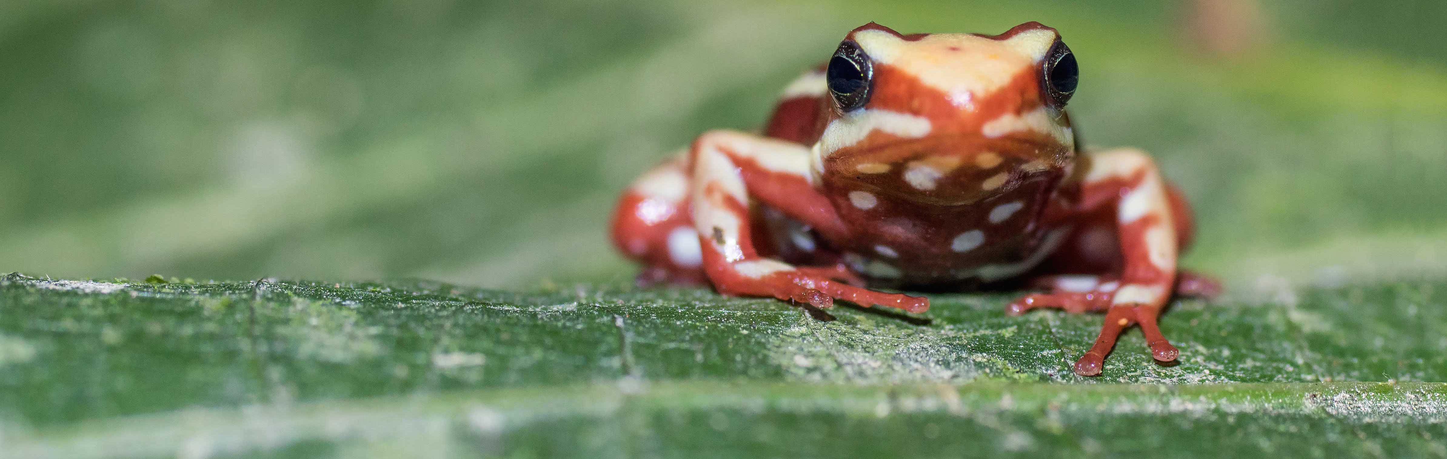 Anthony's poison frog, Epipedobates anthonyi, is the original source of epibatidine. Credit: Rebecca Tarvin/University of Texas at Austin