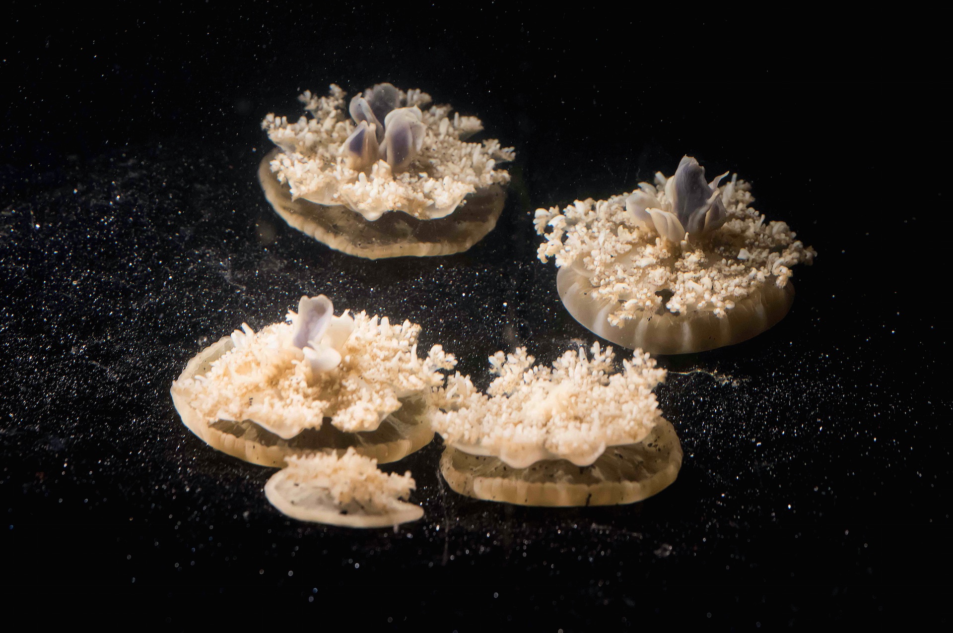 Jellyfish prefer to sit upside down on the floor of their tank. Credit: Caltech