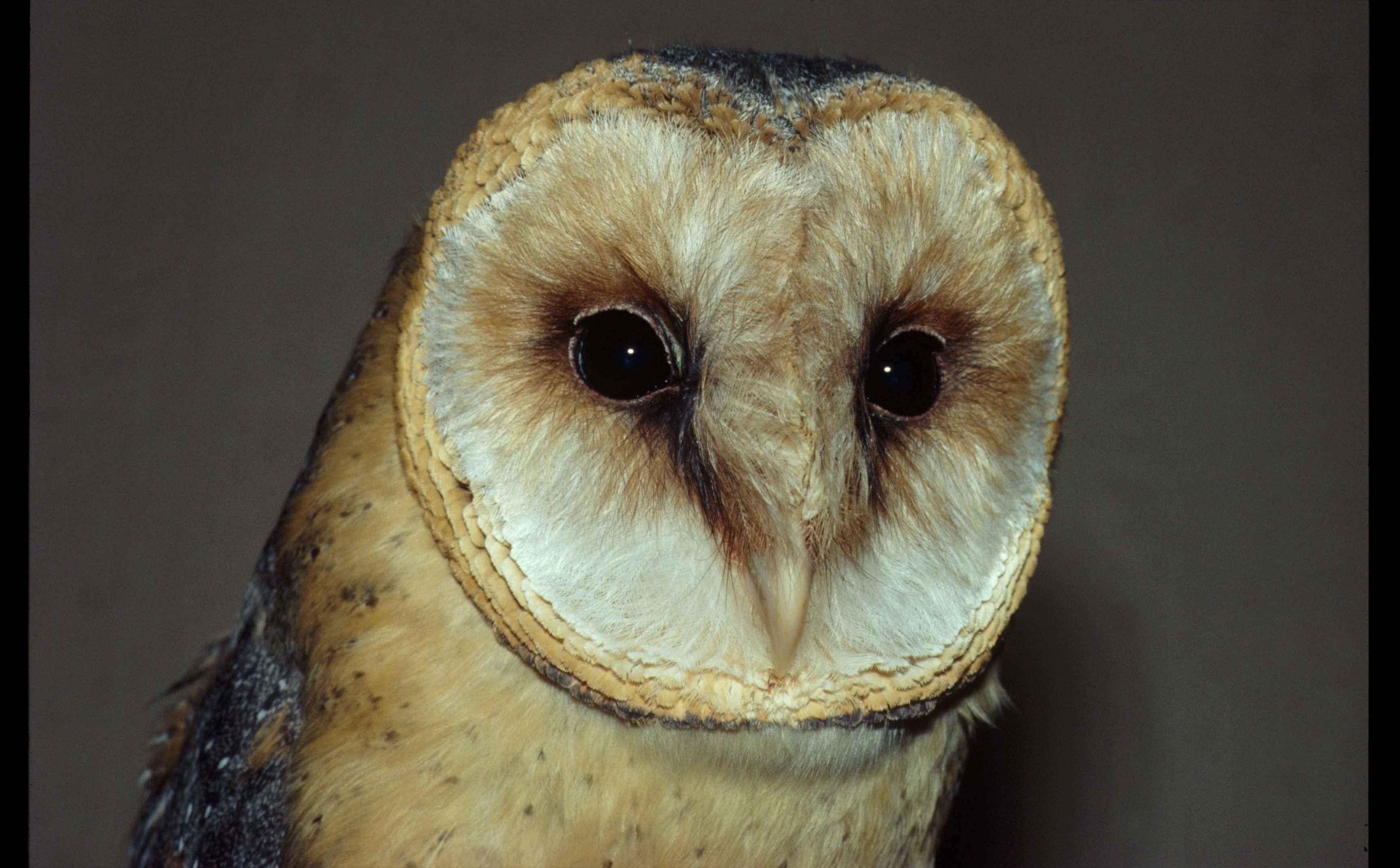 Elderly barn owls do not become hard of hearing as they age. Credit: Group Animal Physiology and Behaviour, Oldenburg University