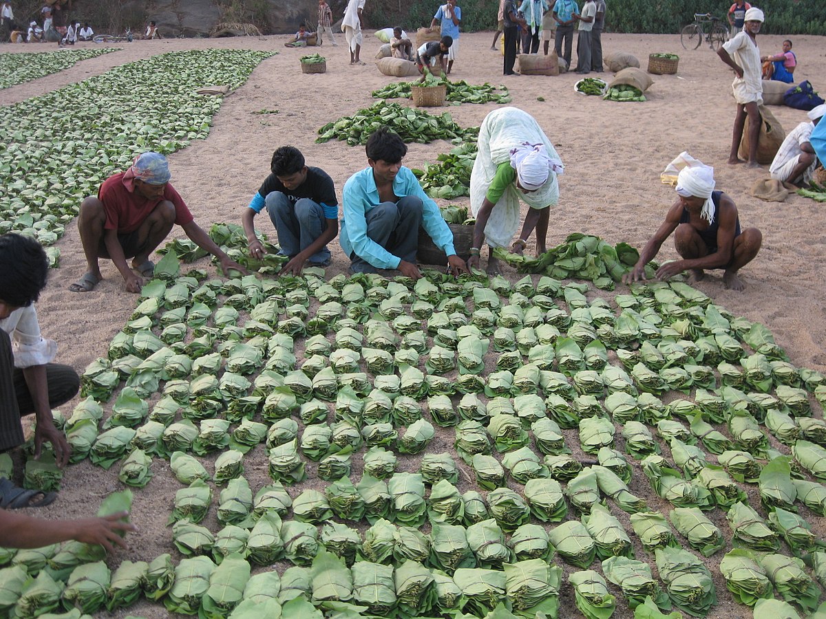 Tendu leaves from the East Indian ebony tree are a commonly collected non-timber forest product in India. The leaves are wrapped around tobacco to make local Indian cigarettes. Credit: Subhodkiran via Wikimedia Commons.