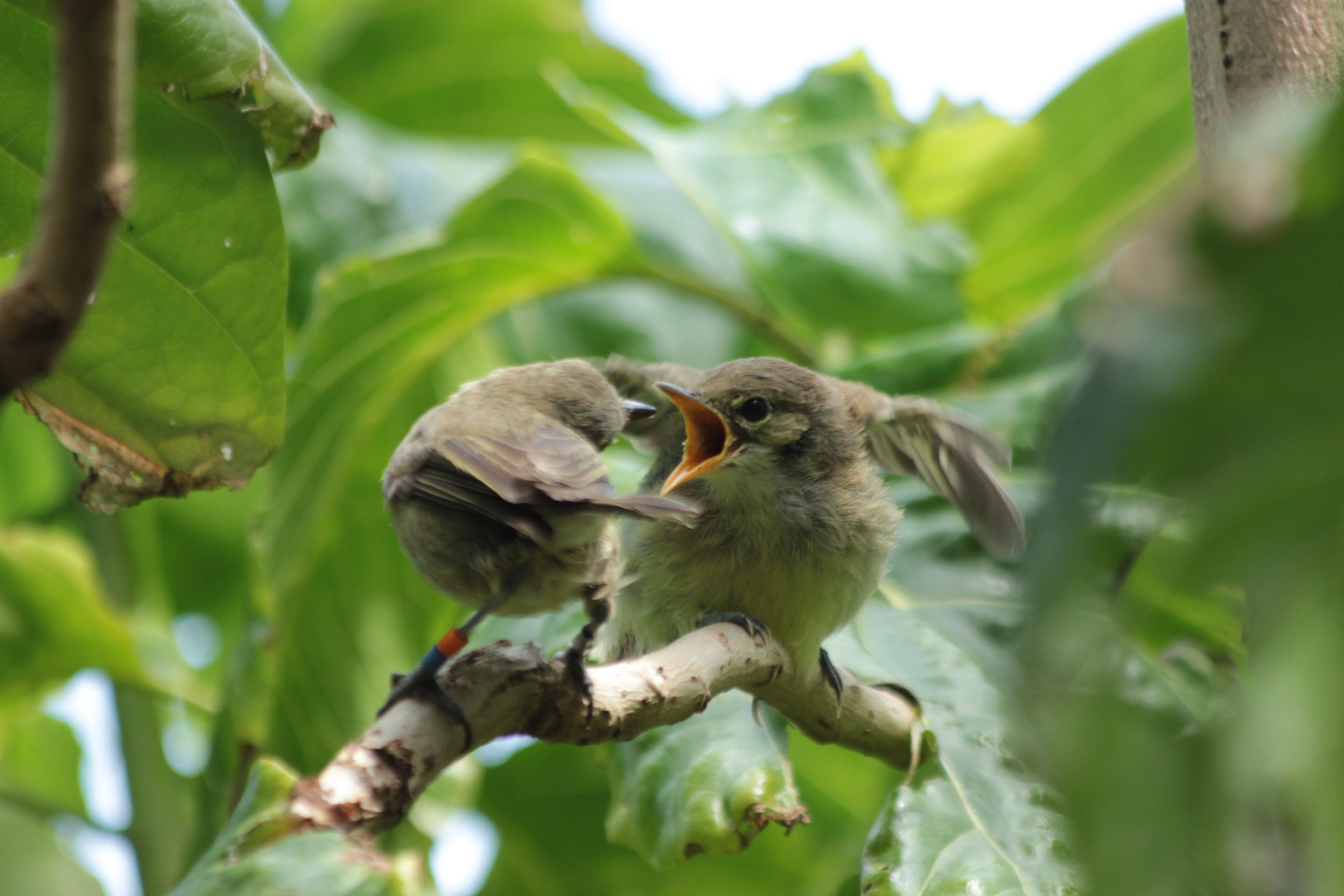 A surrogate parent feeding a Seychelles warbler chick. Credit: Sjouke Kingma