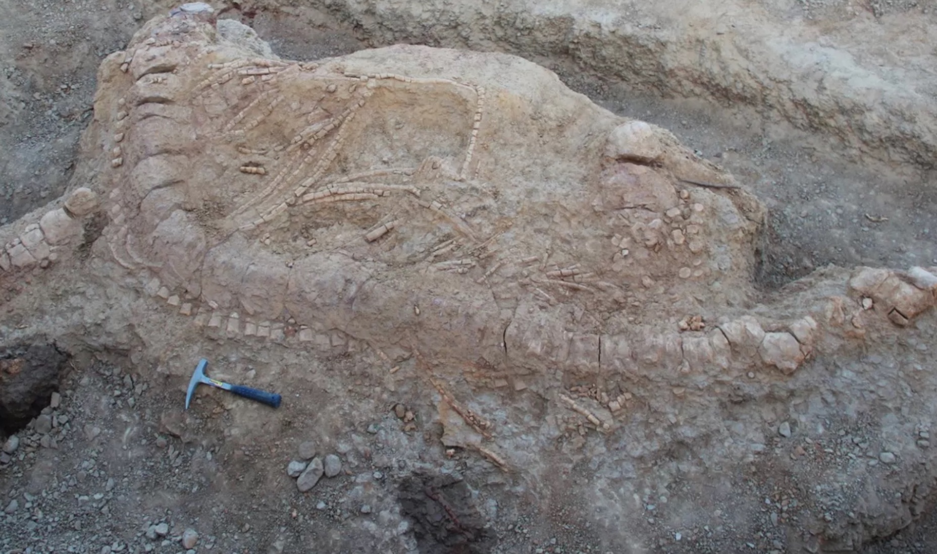A field photograph of the excavated ichthyosaur skeleton in the Katrol Formation near Lodai village, Gujarat. Caption and source: PLOS