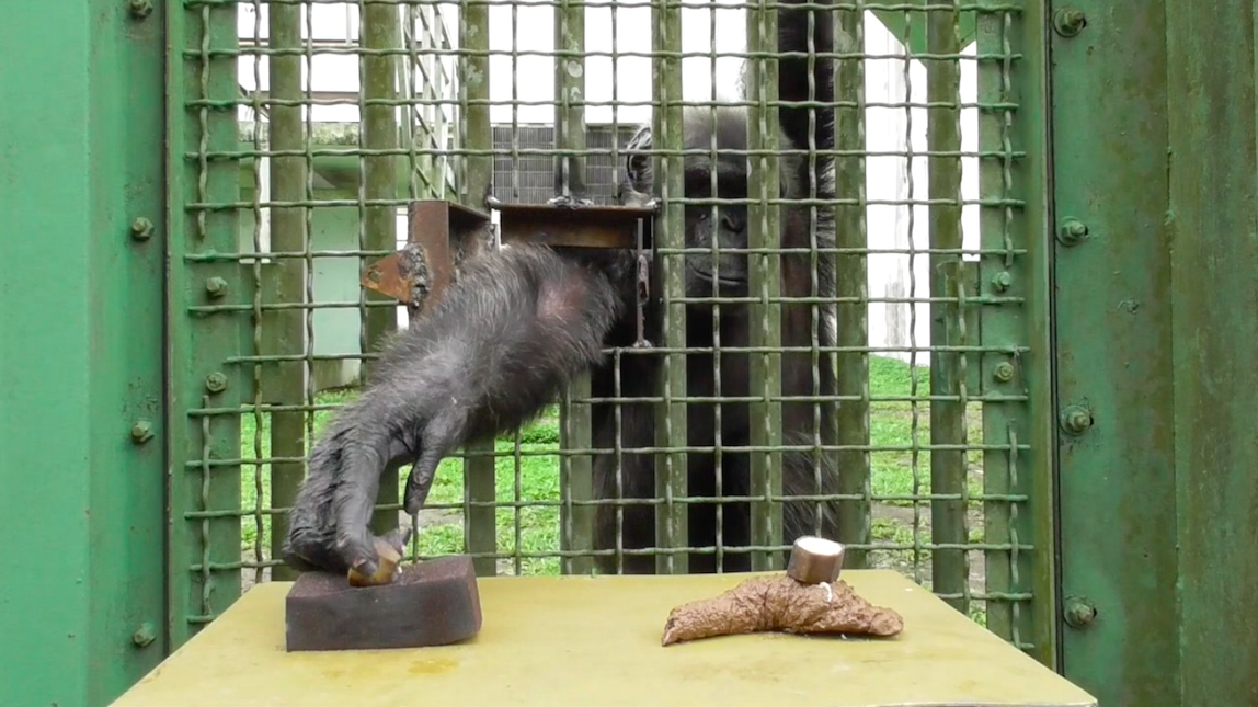 Testing if chimpanzees avoid excreta on sight… Credit: Cecile Sarabian