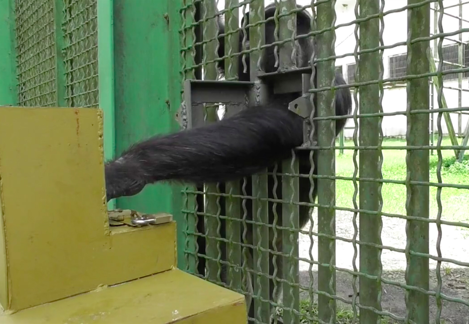 A chimpanzee feels inside a box containing a banana that may rest on dough or rope. Credit: Cecile Sarabian