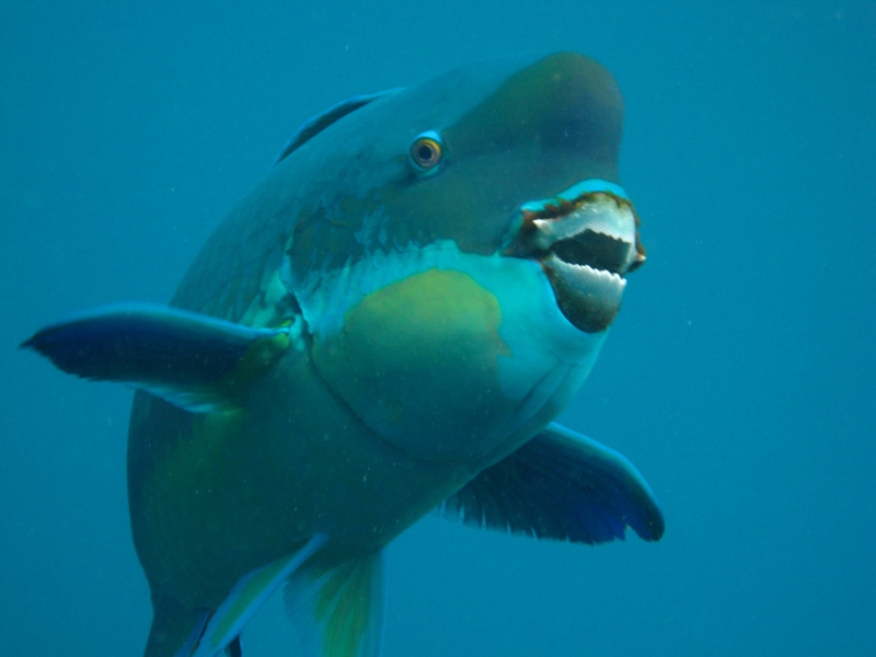 Scientists studied the microstructure of the coral-chomping teeth of the steephead parrotfish, pictured here, to learn about the fish's powerful bite. Credit: Alex The Reef Fish Geek/Nautilus Scuba Club, Cairns, Australia