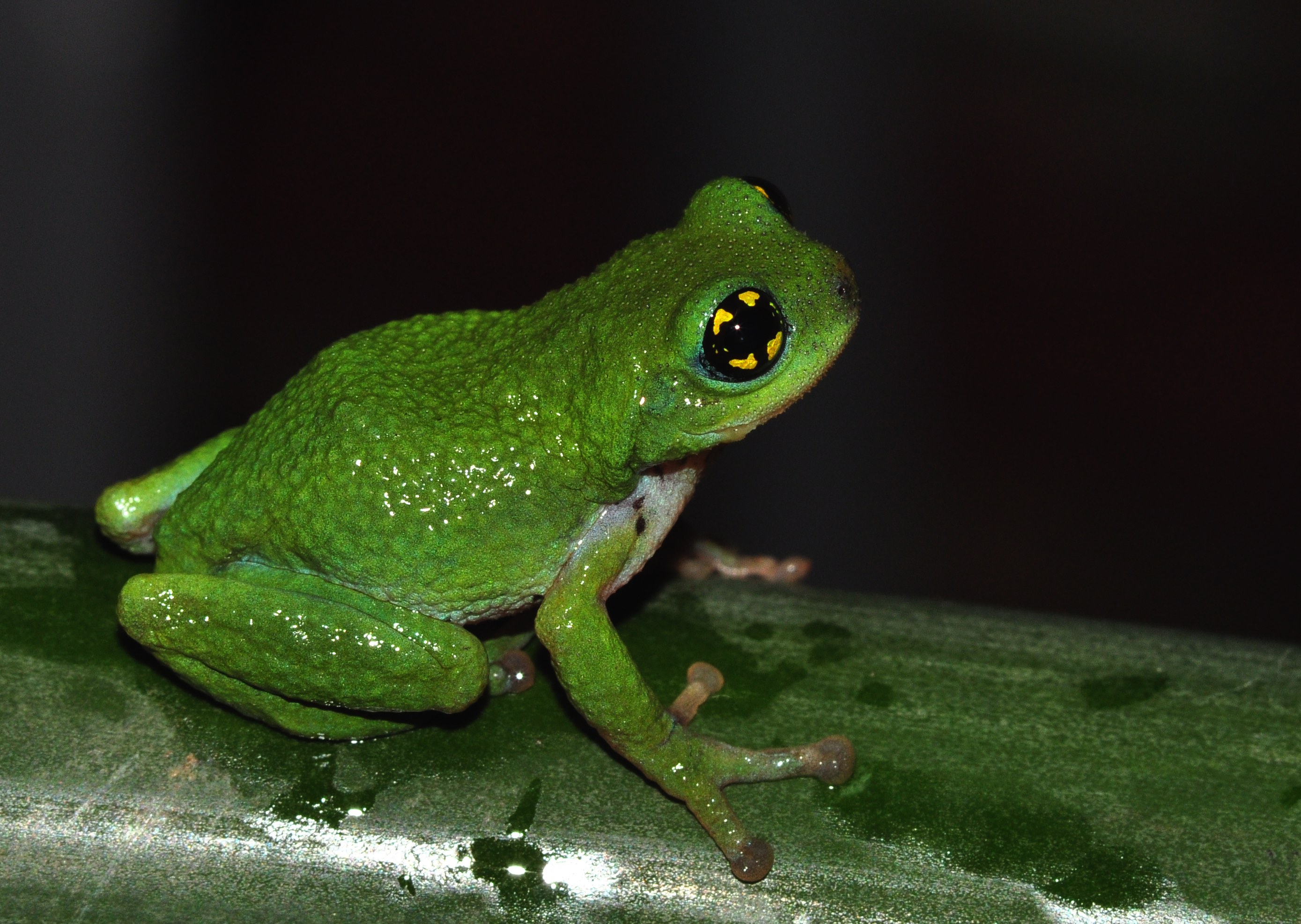 A male white-spotted bush frog. Credit: Seshadri K.S.